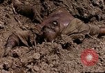 Image of American marines Saipan Northern Mariana Islands, 1944, second 24 stock footage video 65675050867