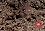 Image of American marines Saipan Northern Mariana Islands, 1944, second 26 stock footage video 65675050867