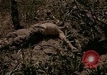 Image of American marines Saipan Northern Mariana Islands, 1944, second 28 stock footage video 65675050867