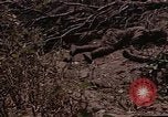 Image of American marines Saipan Northern Mariana Islands, 1944, second 36 stock footage video 65675050867