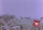 Image of American infantry searching hideouts on Saipan for Japanese soldiers Saipan Northern Mariana Islands, 1944, second 3 stock footage video 65675050872