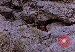 Image of American infantry searching hideouts on Saipan for Japanese soldiers Saipan Northern Mariana Islands, 1944, second 10 stock footage video 65675050872