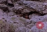 Image of American infantry searching hideouts on Saipan for Japanese soldiers Saipan Northern Mariana Islands, 1944, second 11 stock footage video 65675050872