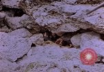 Image of American infantry searching hideouts on Saipan for Japanese soldiers Saipan Northern Mariana Islands, 1944, second 12 stock footage video 65675050872