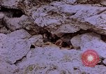 Image of American infantry searching hideouts on Saipan for Japanese soldiers Saipan Northern Mariana Islands, 1944, second 13 stock footage video 65675050872