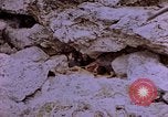 Image of American infantry searching hideouts on Saipan for Japanese soldiers Saipan Northern Mariana Islands, 1944, second 14 stock footage video 65675050872