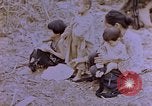 Image of American infantry searching hideouts on Saipan for Japanese soldiers Saipan Northern Mariana Islands, 1944, second 24 stock footage video 65675050872