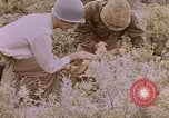 Image of American infantry searching hideouts on Saipan for Japanese soldiers Saipan Northern Mariana Islands, 1944, second 56 stock footage video 65675050872