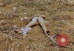 Image of Japanese prisoners and civilians Saipan Northern Mariana Islands, 1944, second 25 stock footage video 65675050876