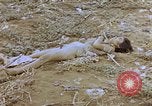 Image of Japanese prisoners and civilians Saipan Northern Mariana Islands, 1944, second 62 stock footage video 65675050876