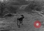 Immagine di I cani della guerra Man-Tha Birmania, 1944, secondo 37 filmato di repertorio 65675050914