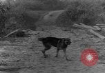 Immagine di I cani della guerra Man-Tha Birmania, 1944, secondo 38 filmato di repertorio 65675050914