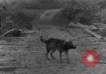 Immagine di I cani della guerra Man-Tha Birmania, 1944, secondo 39 filmato di repertorio 65675050914
