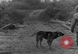 Immagine di I cani della guerra Man-Tha Birmania, 1944, secondo 40 filmato di repertorio 65675050914