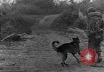 Immagine di I cani della guerra Man-Tha Birmania, 1944, secondo 41 filmato di repertorio 65675050914