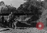 Image chiens de guerre Man-Tha Birmanie, 1944, de la seconde 4 séquences d'archives historiques vidéo 65675050915
