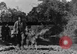 Image chiens de guerre Man-Tha Birmanie, 1944, de la seconde 5 séquences d'archives historiques vidéo 65675050915