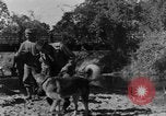 Image chiens de guerre Man-Tha Birmanie, 1944, de la seconde 7 séquences d'archives historiques vidéo 65675050915