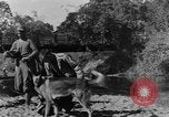 Image chiens de guerre Man-Tha Birmanie, 1944, de la seconde 8 séquences d'archives historiques vidéo 65675050915