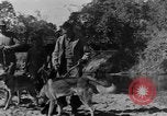 Image chiens de guerre Man-Tha Birmanie, 1944, de la seconde 9 séquences d'archives historiques vidéo 65675050915
