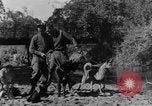 Image chiens de guerre Man-Tha Birmanie, 1944, de la seconde 13 séquences d'archives historiques vidéo 65675050915