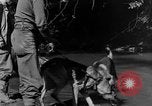 Image chiens de guerre Man-Tha Birmanie, 1944, de la seconde 19 séquences d'archives historiques vidéo 65675050915