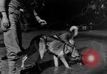 Image chiens de guerre Man-Tha Birmanie, 1944, de la seconde 21 séquences d'archives historiques vidéo 65675050915