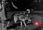 Image chiens de guerre Man-Tha Birmanie, 1944, de la seconde 22 séquences d'archives historiques vidéo 65675050915