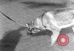 Image chiens de guerre Man-Tha Birmanie, 1944, de la seconde 23 séquences d'archives historiques vidéo 65675050915