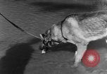 Image chiens de guerre Man-Tha Birmanie, 1944, de la seconde 24 séquences d'archives historiques vidéo 65675050915