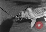 Image chiens de guerre Man-Tha Birmanie, 1944, de la seconde 25 séquences d'archives historiques vidéo 65675050915