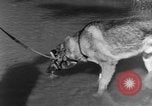 Image chiens de guerre Man-Tha Birmanie, 1944, de la seconde 26 séquences d'archives historiques vidéo 65675050915