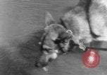 Image chiens de guerre Man-Tha Birmanie, 1944, de la seconde 27 séquences d'archives historiques vidéo 65675050915