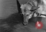Image chiens de guerre Man-Tha Birmanie, 1944, de la seconde 28 séquences d'archives historiques vidéo 65675050915