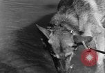 Image chiens de guerre Man-Tha Birmanie, 1944, de la seconde 29 séquences d'archives historiques vidéo 65675050915