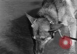 Image chiens de guerre Man-Tha Birmanie, 1944, de la seconde 30 séquences d'archives historiques vidéo 65675050915
