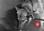 Image chiens de guerre Man-Tha Birmanie, 1944, de la seconde 31 séquences d'archives historiques vidéo 65675050915