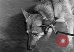 Image chiens de guerre Man-Tha Birmanie, 1944, de la seconde 32 séquences d'archives historiques vidéo 65675050915