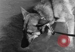 Image chiens de guerre Man-Tha Birmanie, 1944, de la seconde 33 séquences d'archives historiques vidéo 65675050915