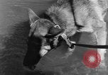 Image chiens de guerre Man-Tha Birmanie, 1944, de la seconde 35 séquences d'archives historiques vidéo 65675050915