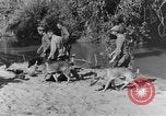 Image chiens de guerre Man-Tha Birmanie, 1944, de la seconde 39 séquences d'archives historiques vidéo 65675050915