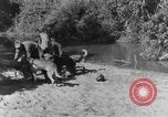 Image chiens de guerre Man-Tha Birmanie, 1944, de la seconde 43 séquences d'archives historiques vidéo 65675050915