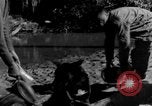 Image chiens de guerre Man-Tha Birmanie, 1944, de la seconde 47 séquences d'archives historiques vidéo 65675050915