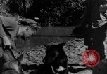 Image chiens de guerre Man-Tha Birmanie, 1944, de la seconde 48 séquences d'archives historiques vidéo 65675050915