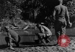 Image chiens de guerre Man-Tha Birmanie, 1944, de la seconde 53 séquences d'archives historiques vidéo 65675050915