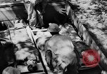 Image of DUKWs United States USA, 1943, second 43 stock footage video 65675050924