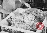 Image of production of chewing gum United States USA, 1919, second 39 stock footage video 65675050979