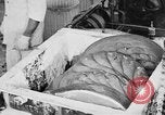 Image of production of chewing gum United States USA, 1919, second 43 stock footage video 65675050979