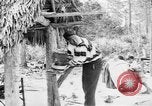 Immagine di Seminole nativi indiani americani cucinare il cibo Florida United States USA, 1919, secondo 51 filmato di repertorio 65675050982