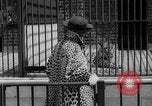Image of fur fashions New York City USA, 1935, second 13 stock footage video 65675051172